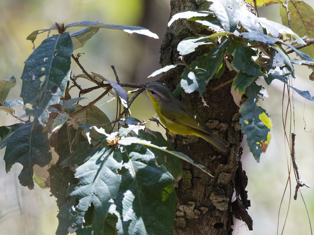 Gray-hooded Warbler - ML641562267