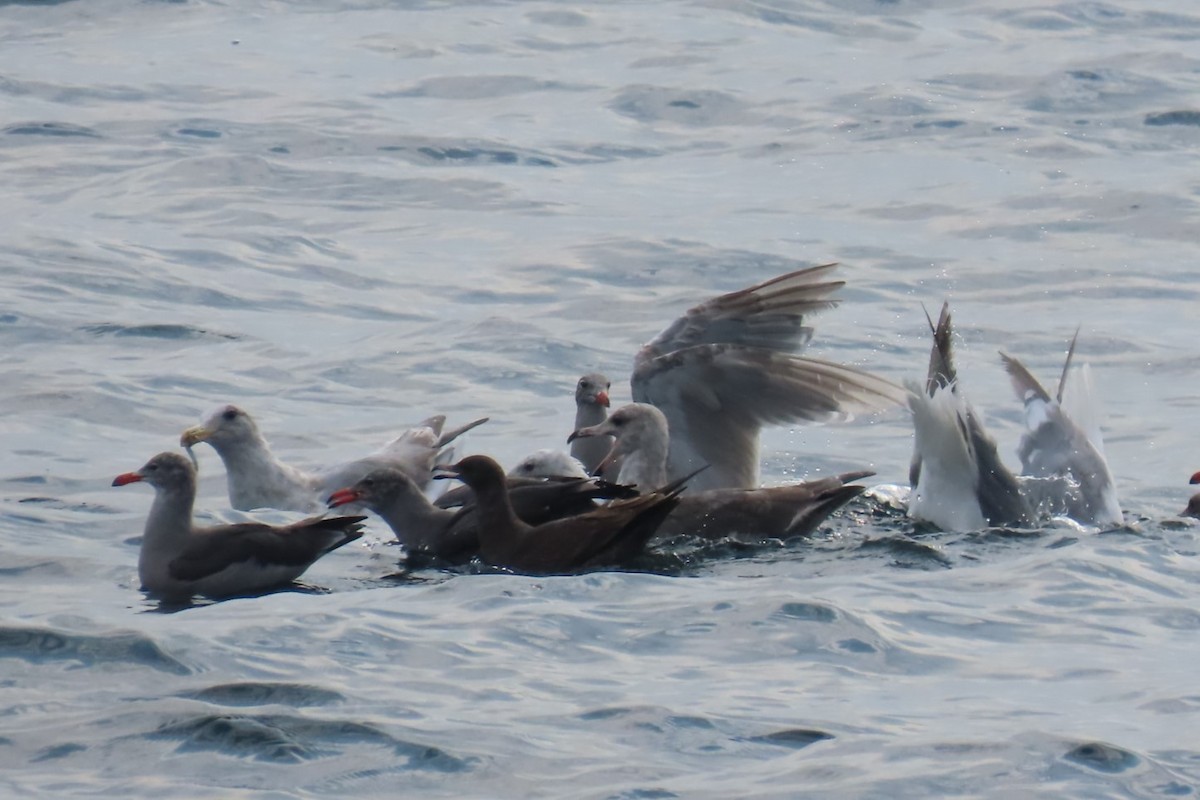Heermann's Gull - ML641562280