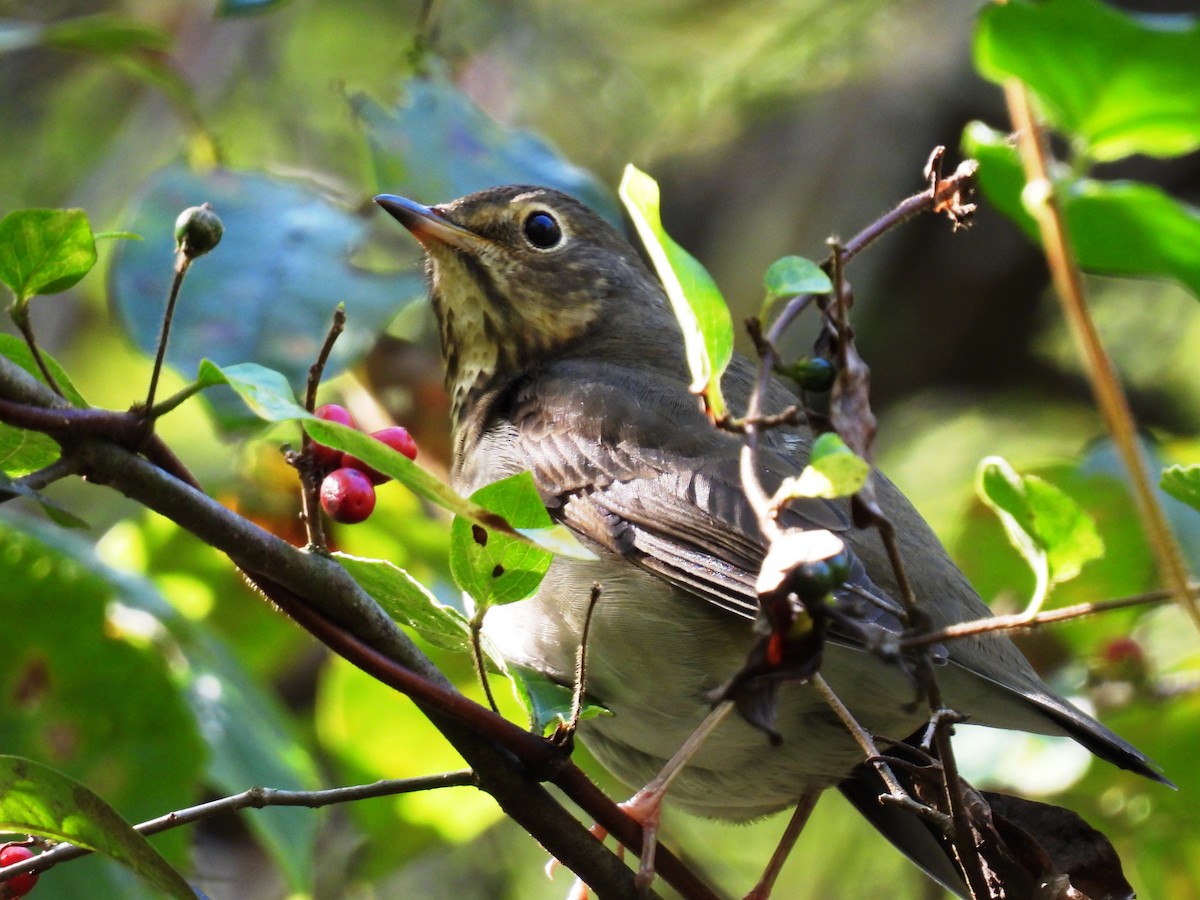 Swainson's Thrush - ML641562333