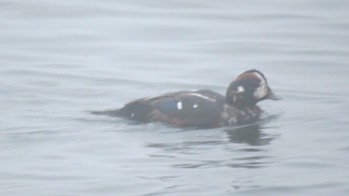 Harlequin Duck - ML641562365