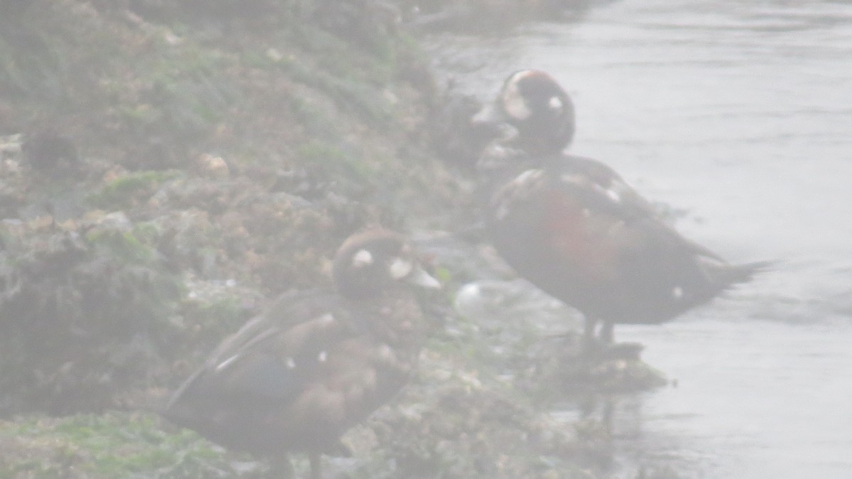 Harlequin Duck - ML641562366