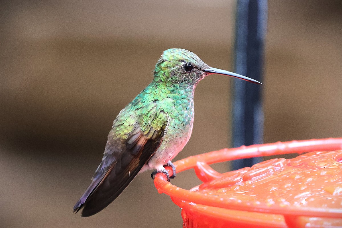 Berylline Hummingbird - ML641562390