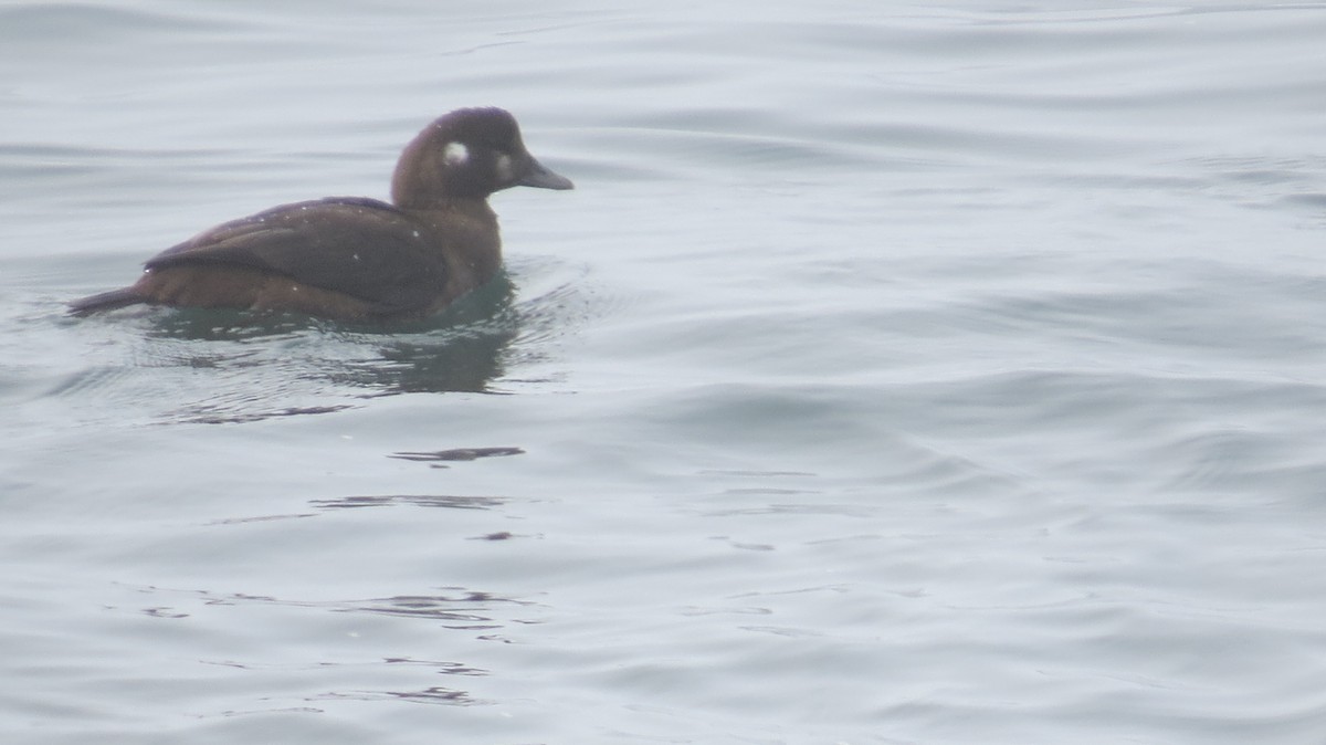 Harlequin Duck - ML641562392