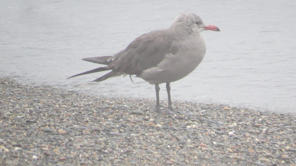 Heermann's Gull - ML641562412
