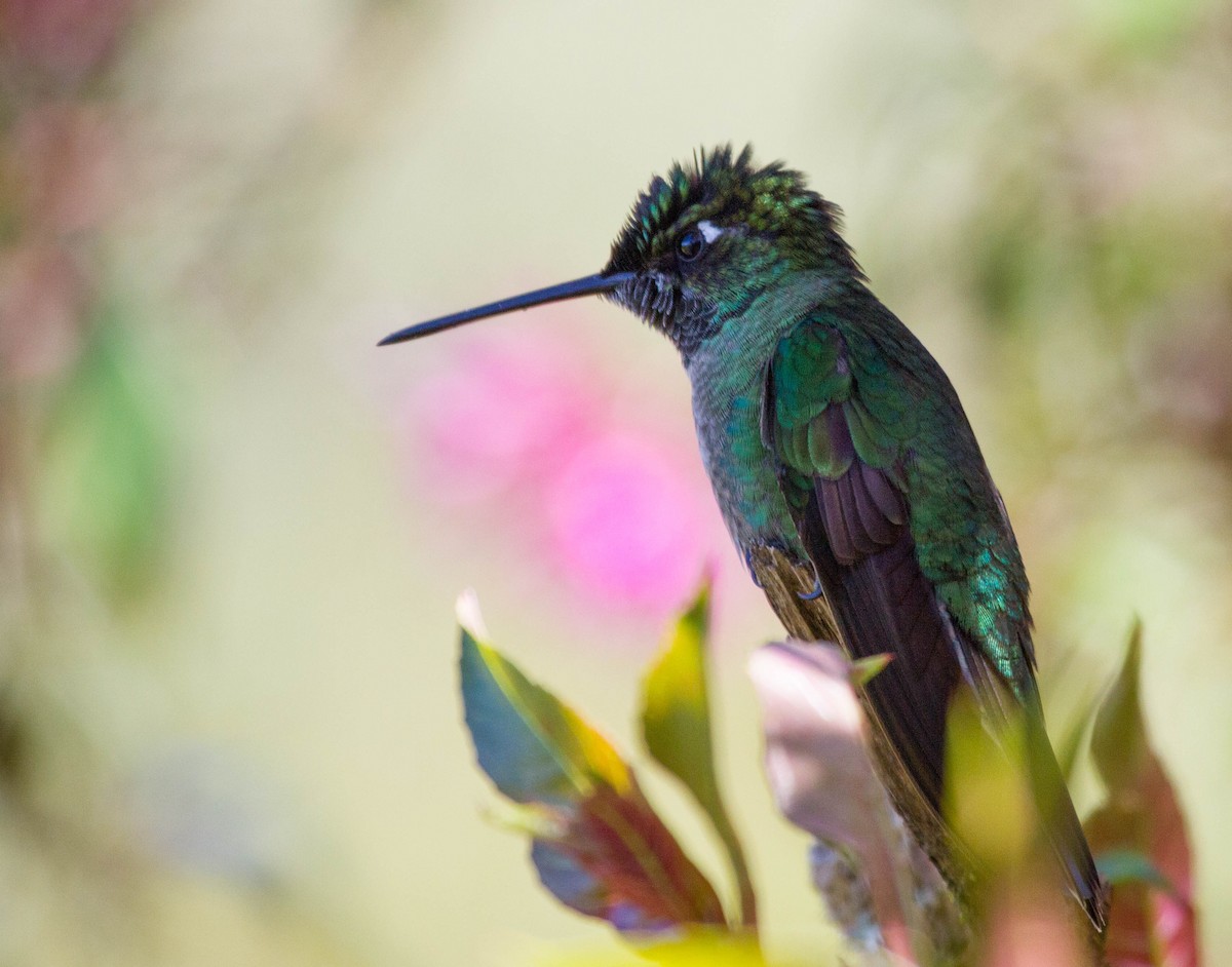 talamancakolibri - ML641562428