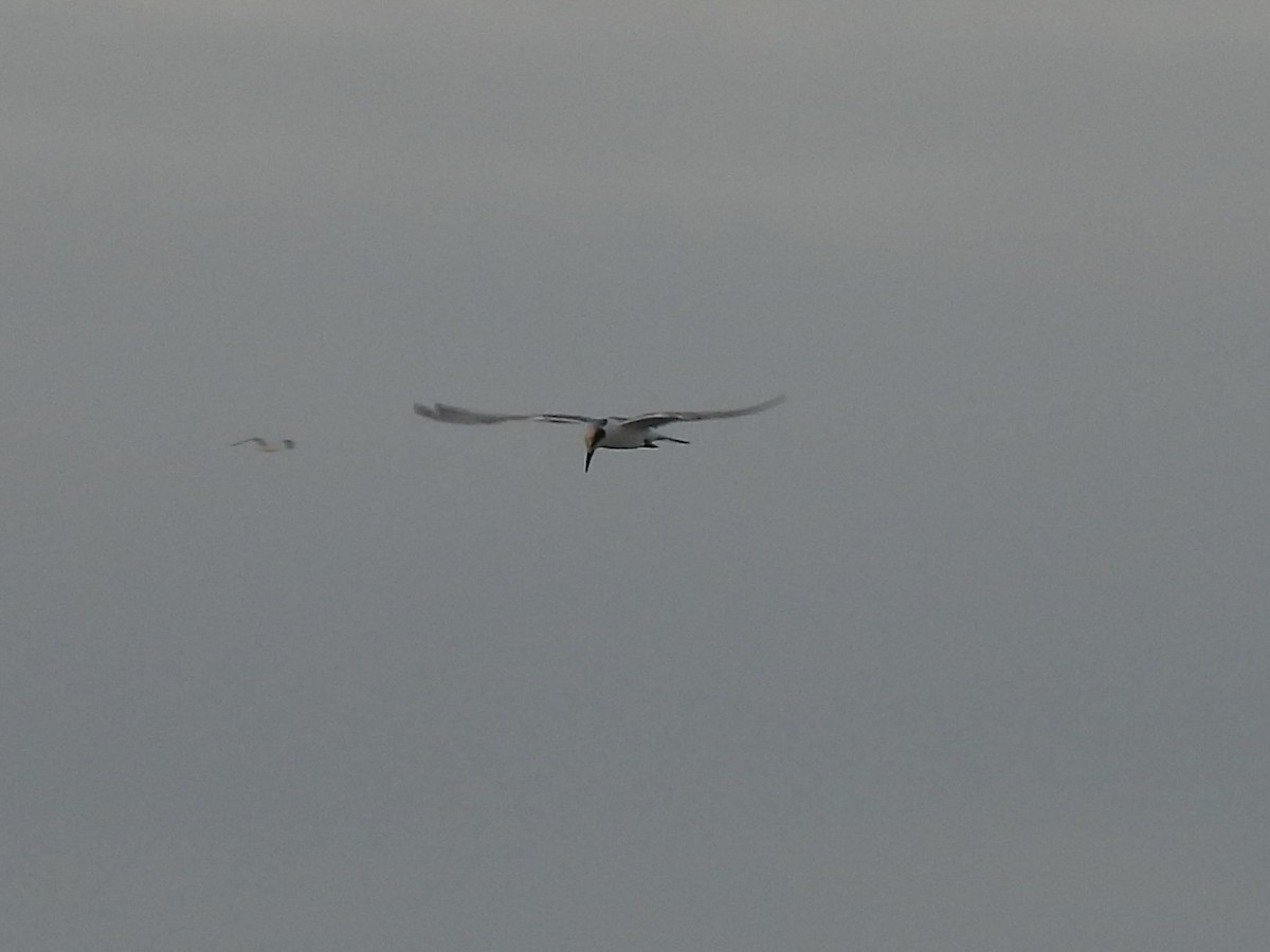 Forster's Tern - ML641562433