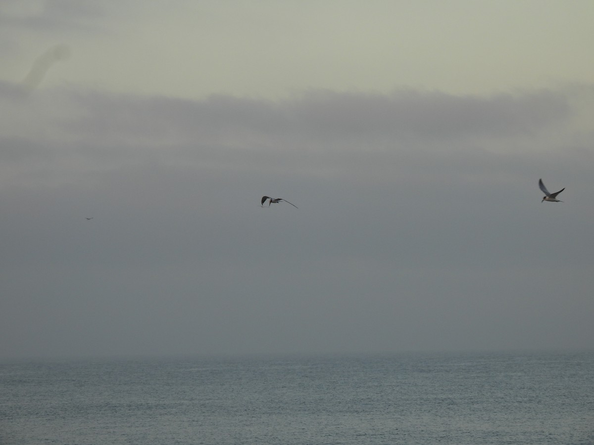 Forster's Tern - ML641562434