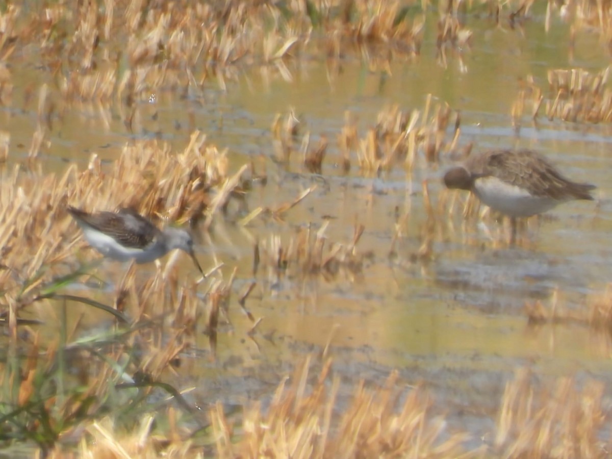 Bataklık Düdükçünü - ML641562499