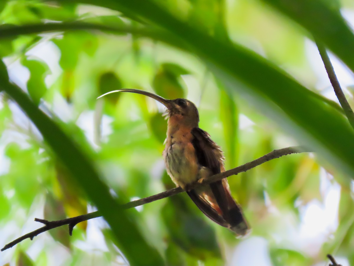Bronzy Hermit - ML641562512