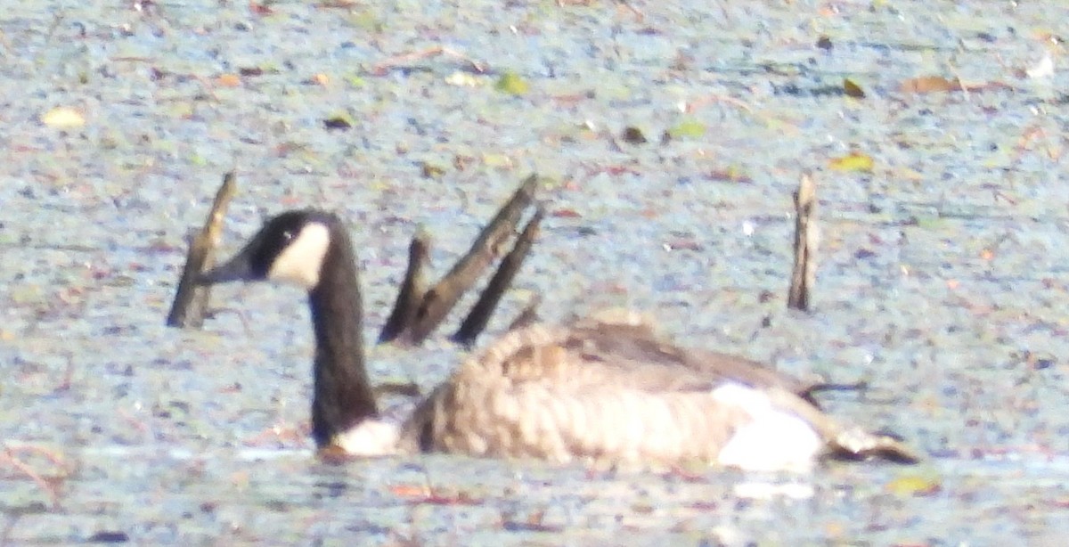 eBird Checklist - 8 Sep 2025 - Pickering Ponds, Rochester - 39 species