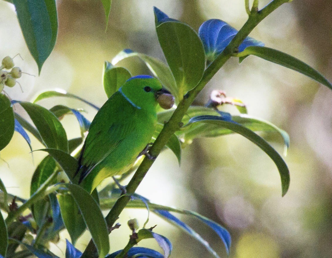 Golden-browed Chlorophonia - ML641562662