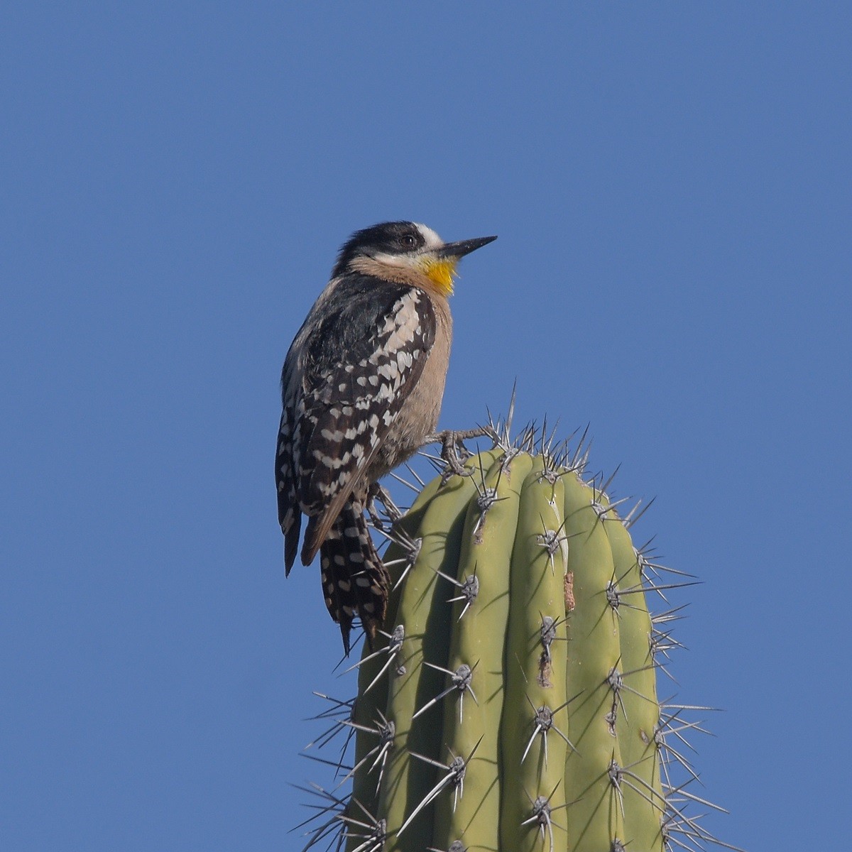 White-fronted Woodpecker - ML641562667