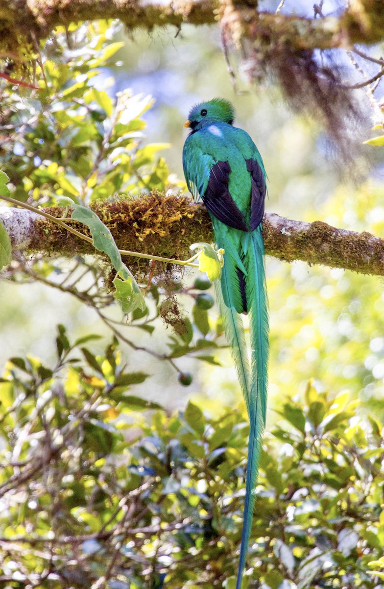 Resplendent Quetzal - ML641562684
