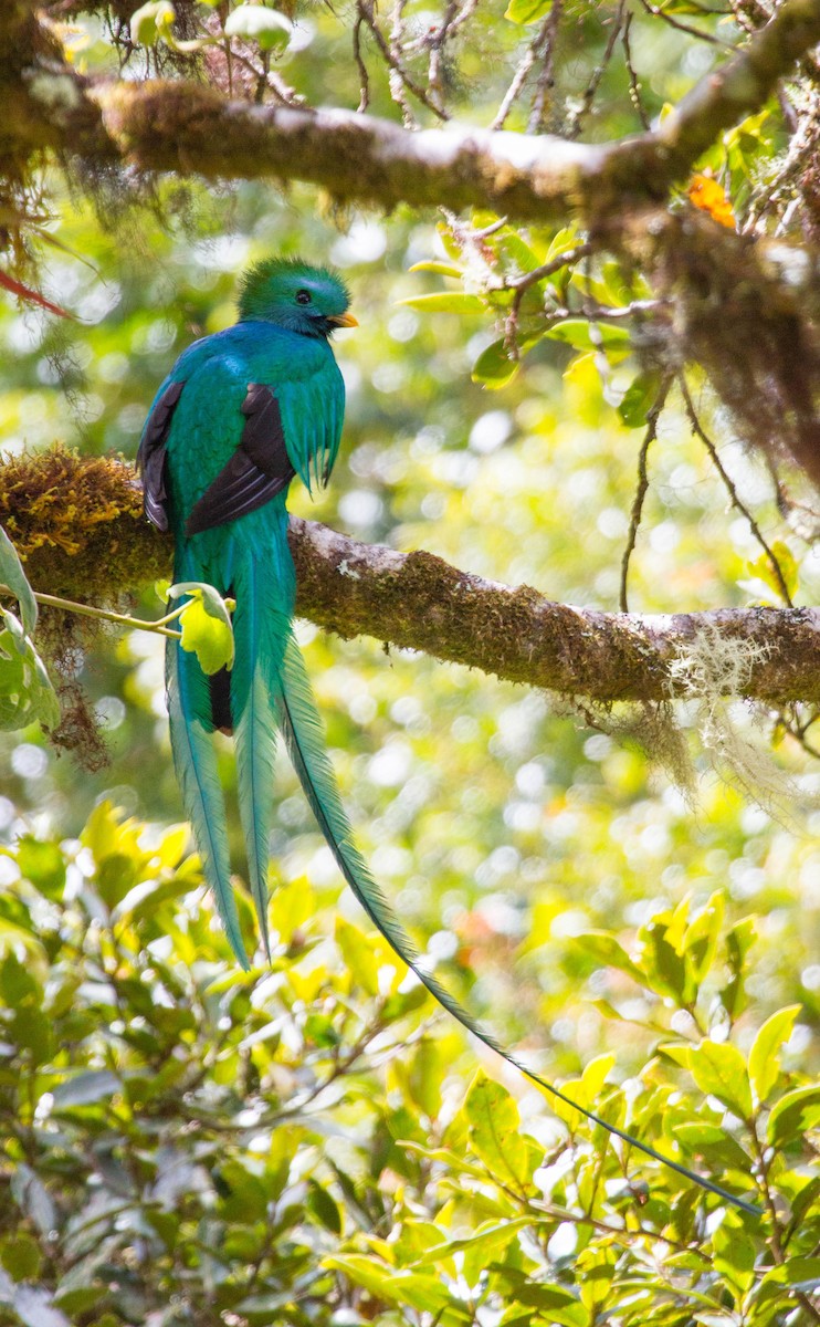 Resplendent Quetzal - ML641562692