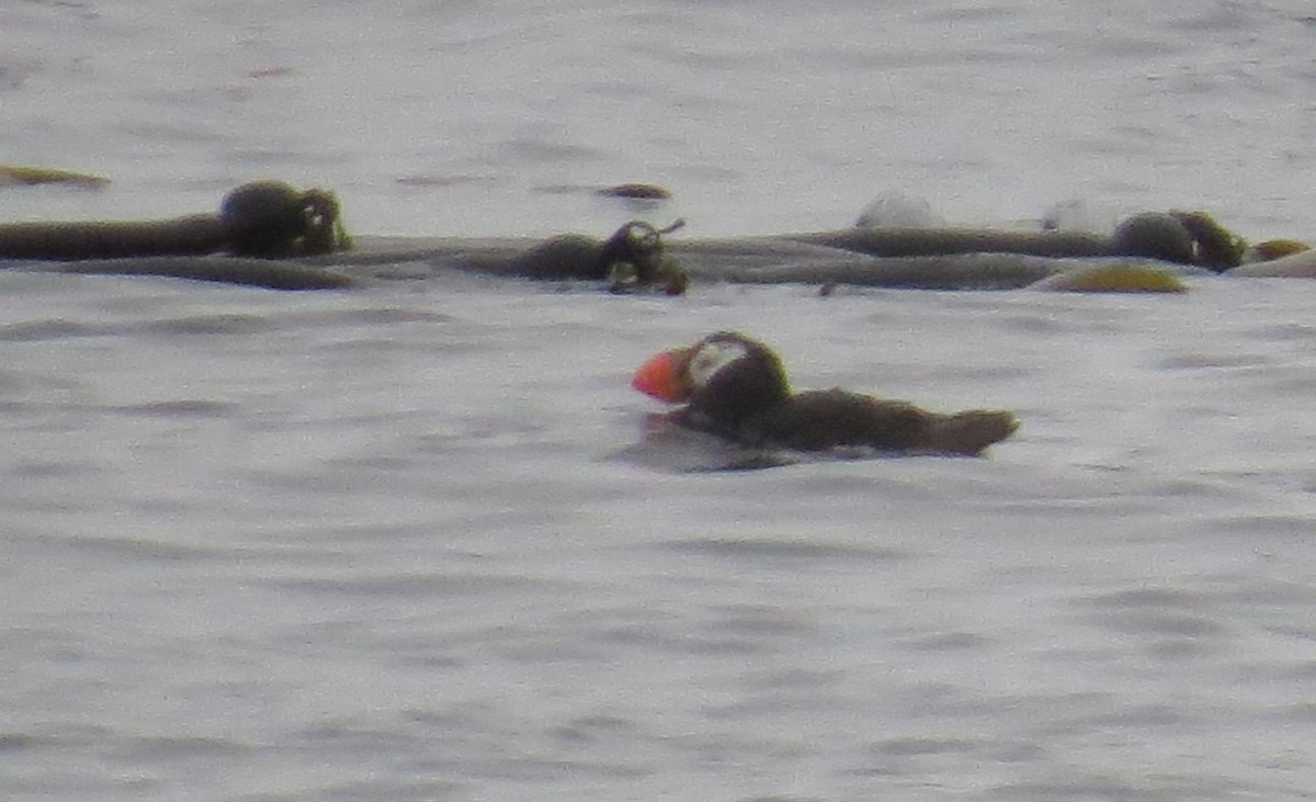 Tufted Puffin - ML641562715