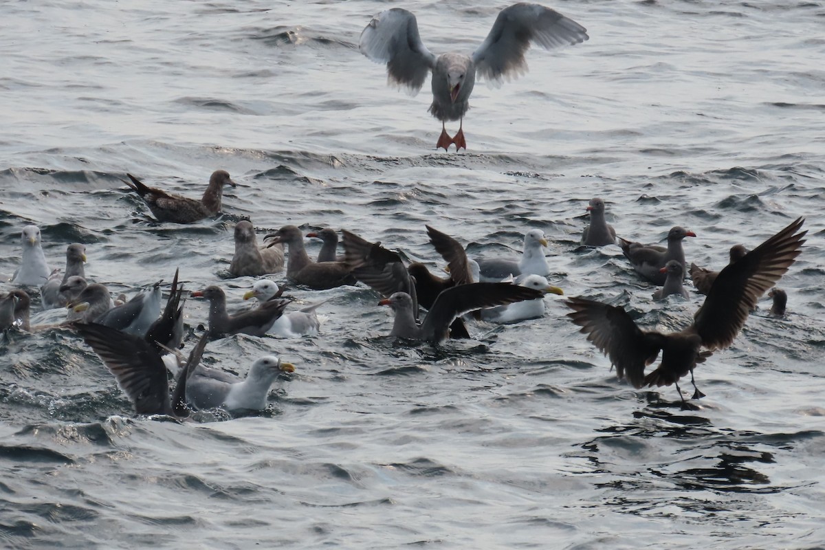Heermann's Gull - ML641562721