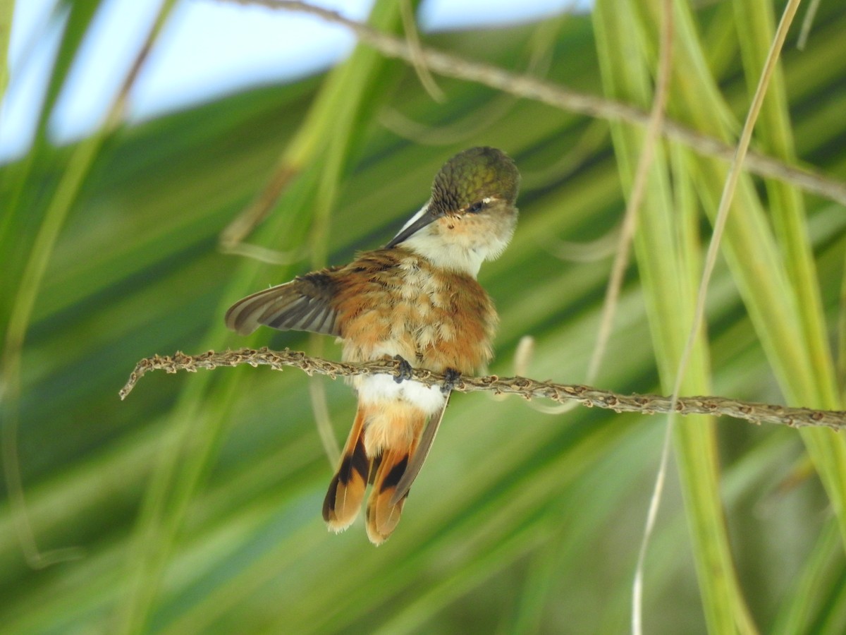 Bahama Woodstar - ML641562728