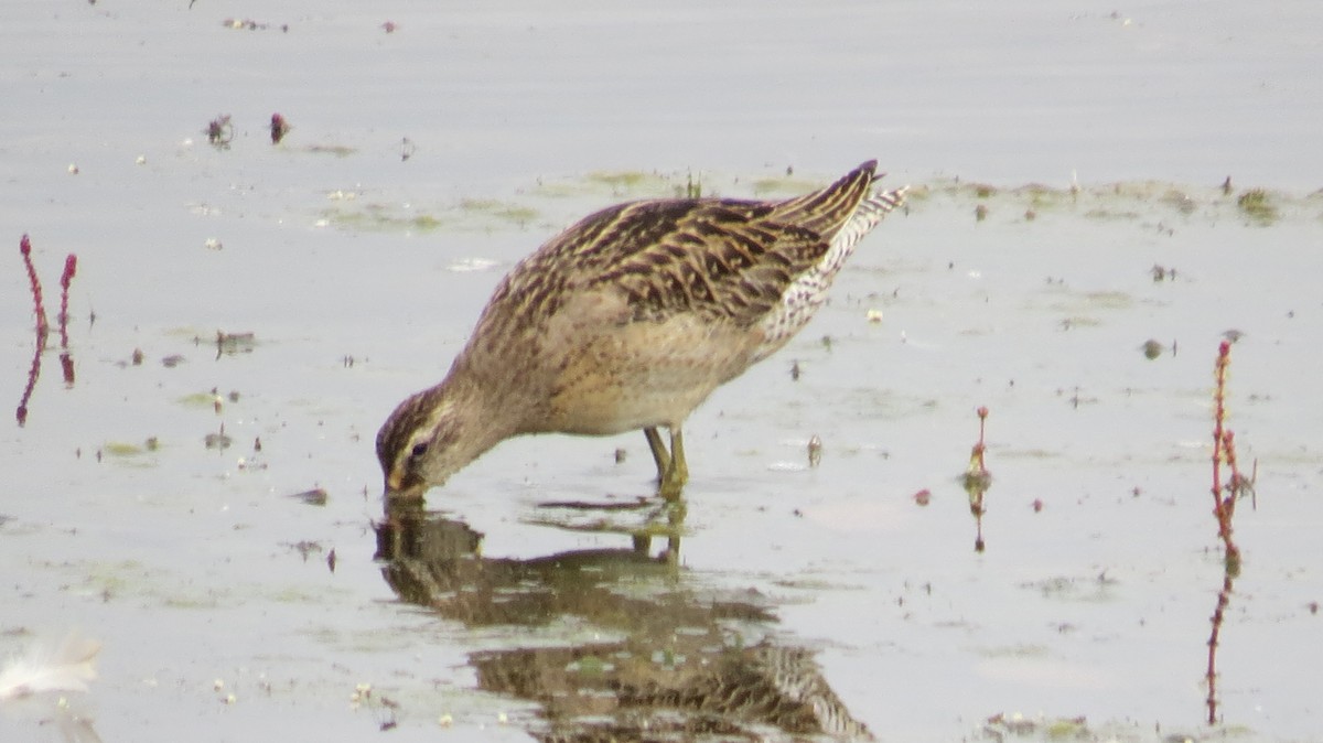 Short-billed Dowitcher - ML641562751