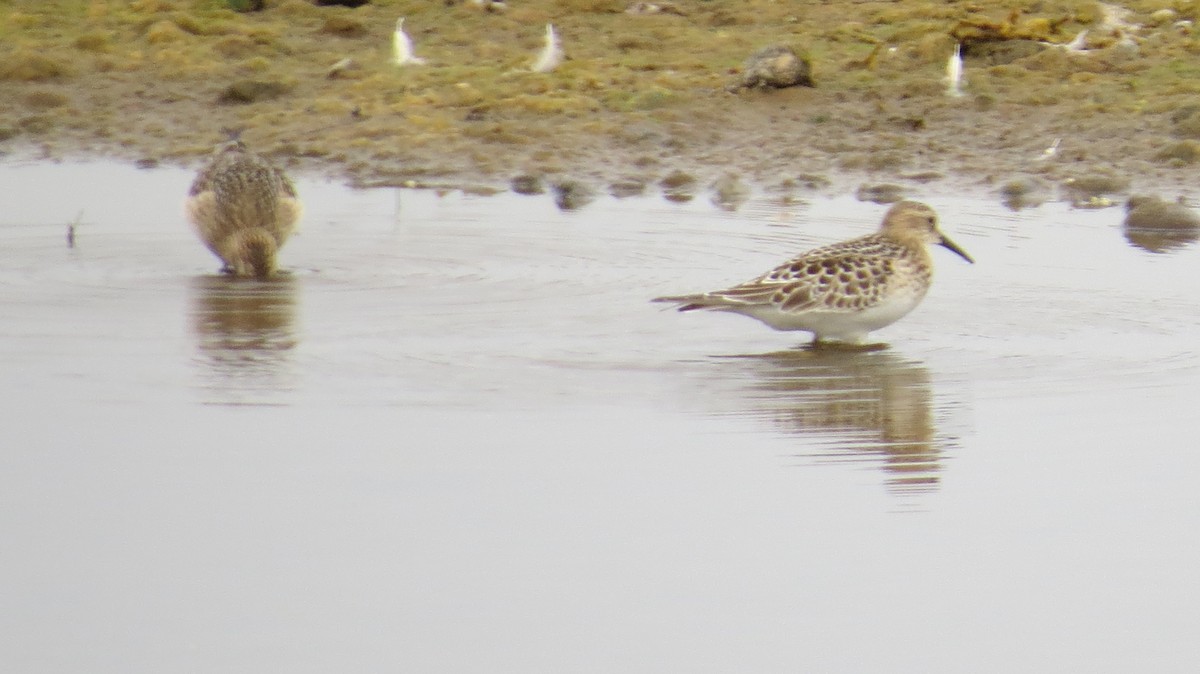 Baird's Sandpiper - ML641562752