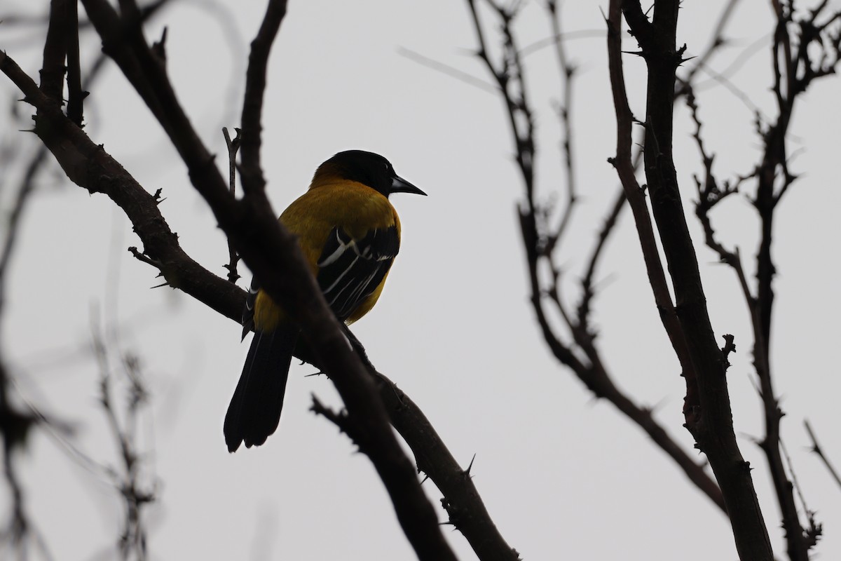 Audubon's Oriole - ML641562818