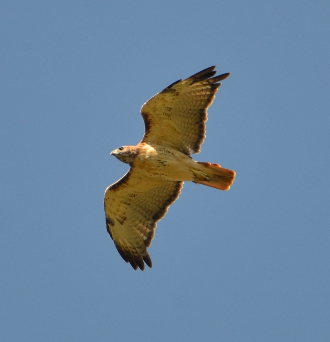Red-tailed Hawk - ML641562854