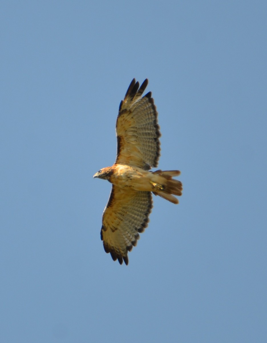 Red-tailed Hawk - ML641562855