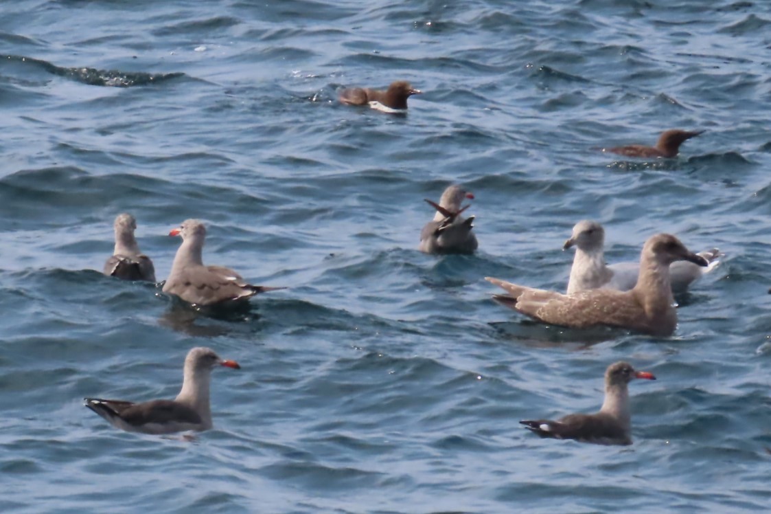 Heermann's Gull - ML641562872