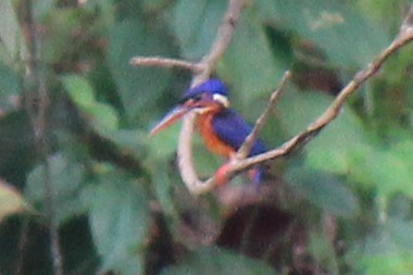 Blue-eared Kingfisher - ML641562885
