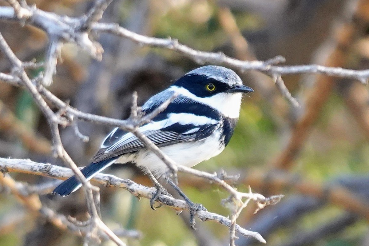 priritbatis - ML641562933