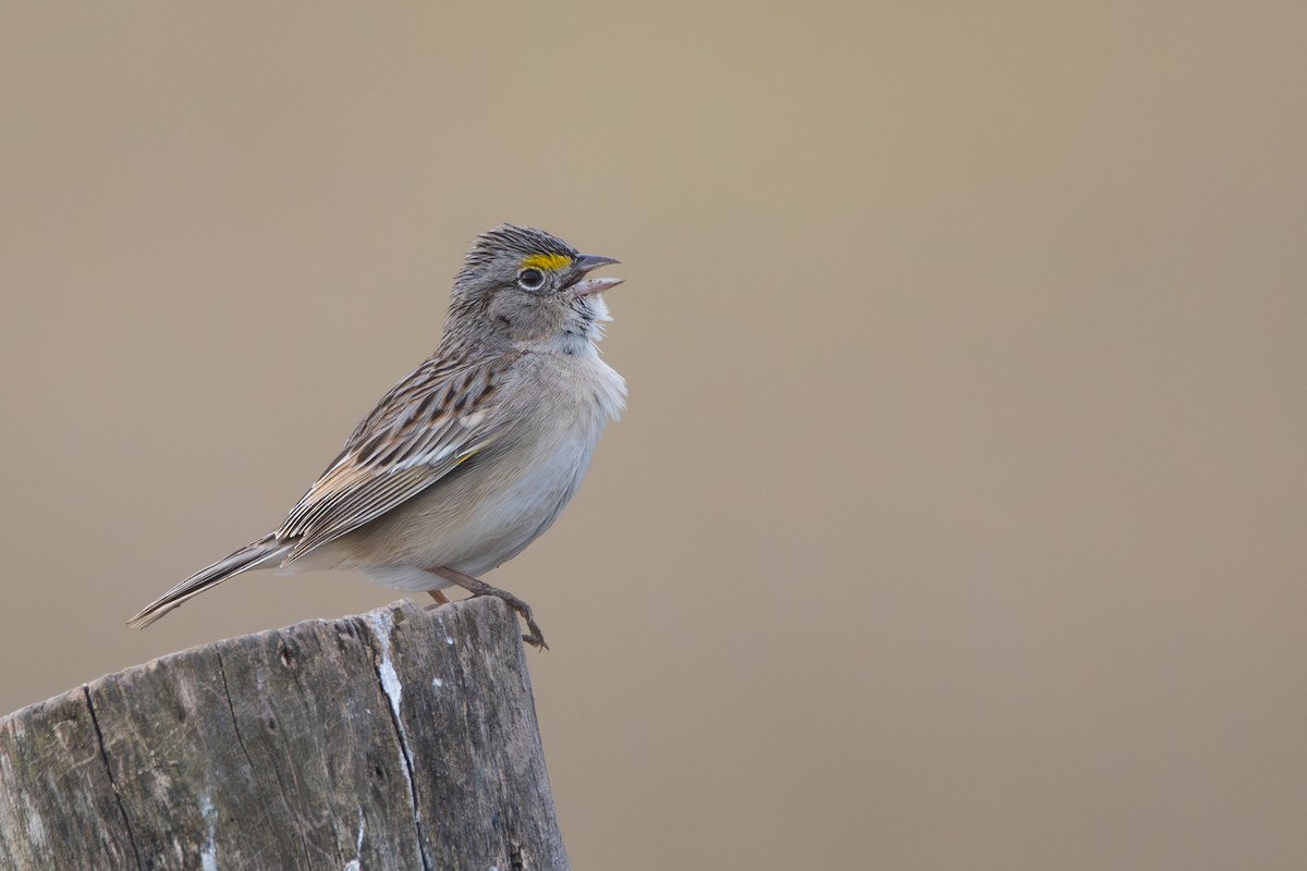 Grassland Sparrow - ML641562939
