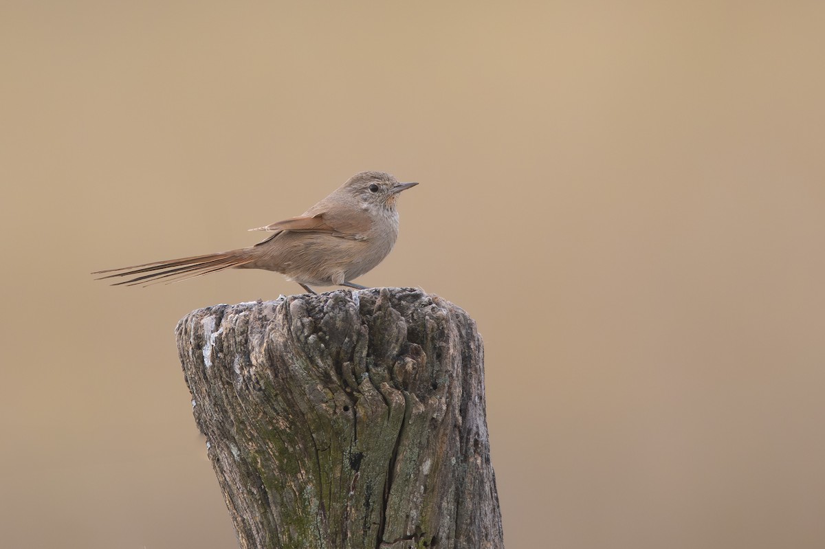 Sharp-billed Canastero - ML641562952