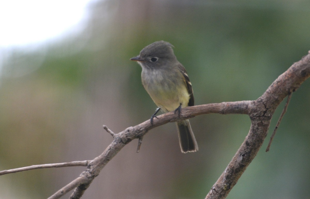 Least Flycatcher - ML641562959