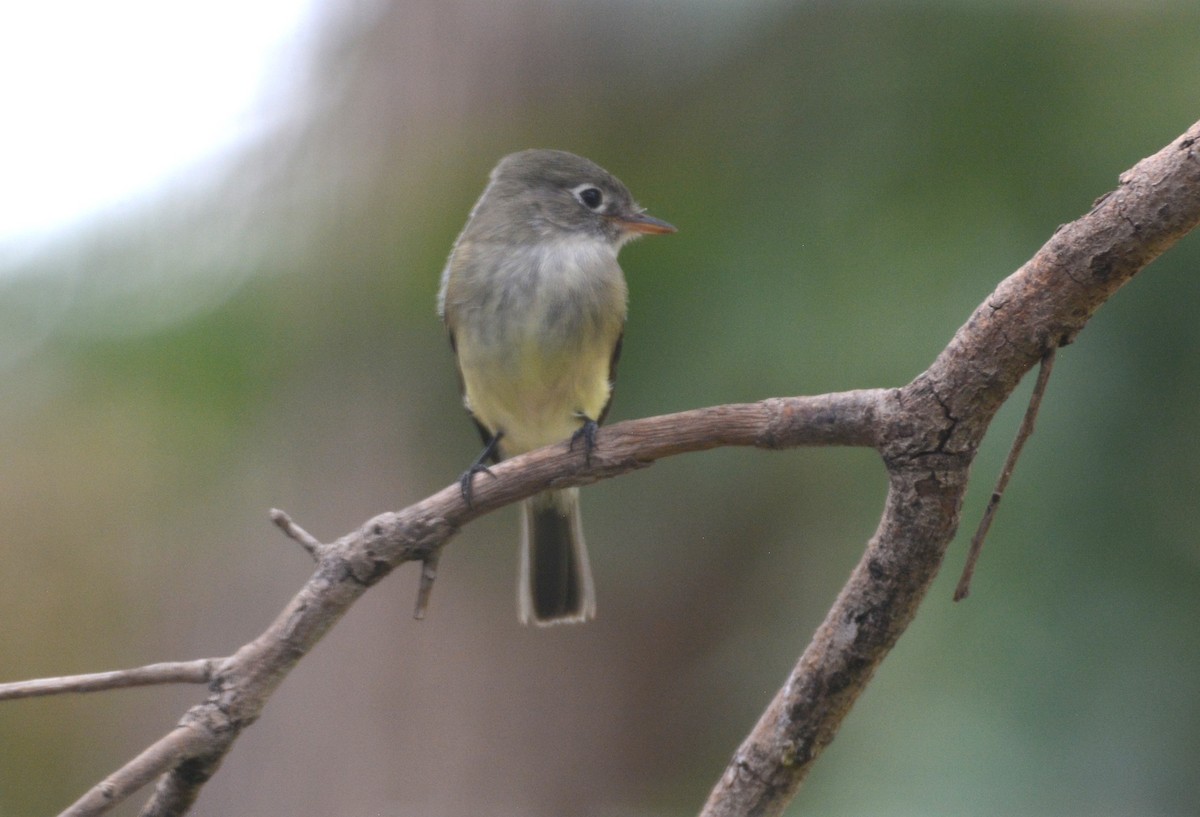 Least Flycatcher - ML641562961