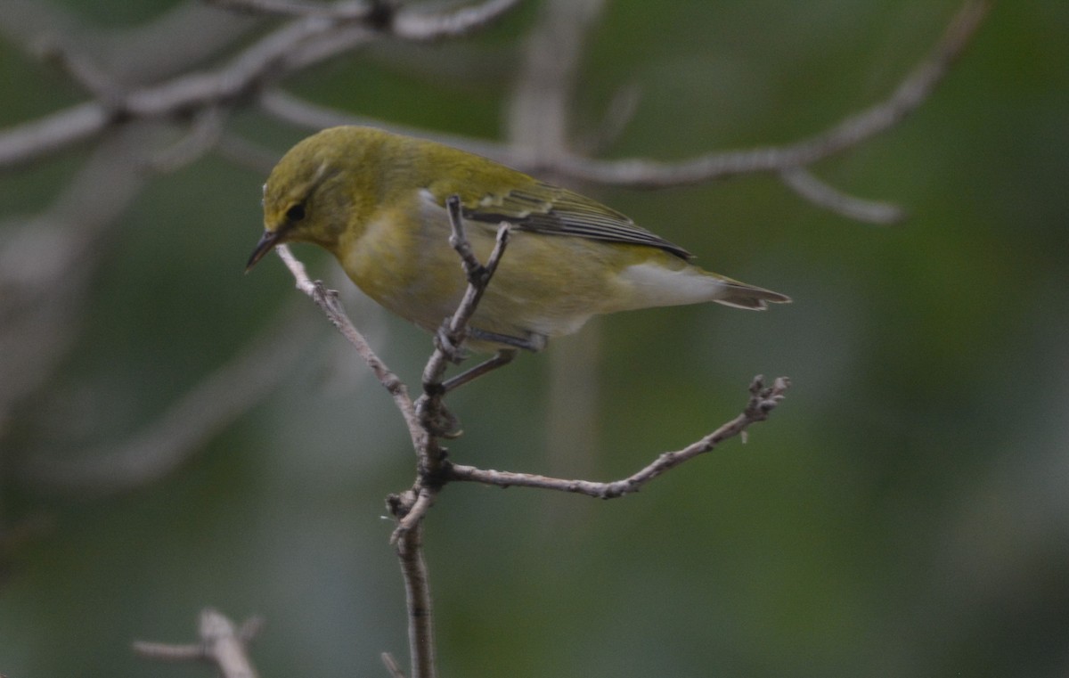 Tennessee Warbler - ML641563040