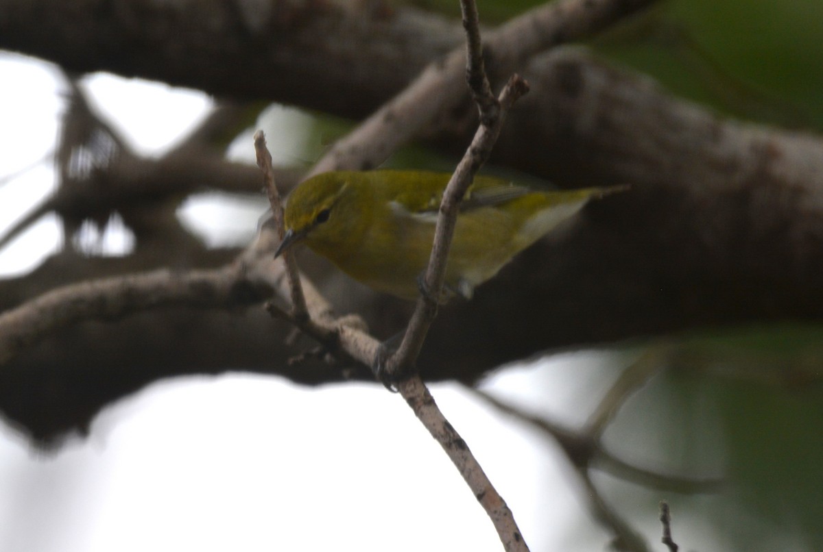 Tennessee Warbler - ML641563041