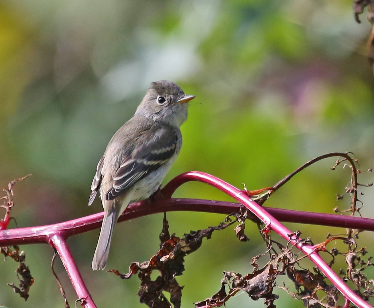 チビメジロハエトリ - ML641563065