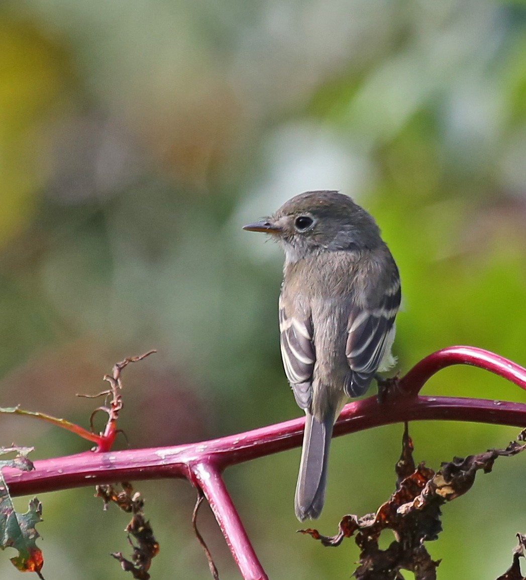 チビメジロハエトリ - ML641563066