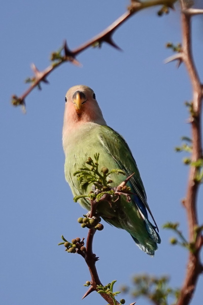 Rosy-faced Lovebird - ML641563098