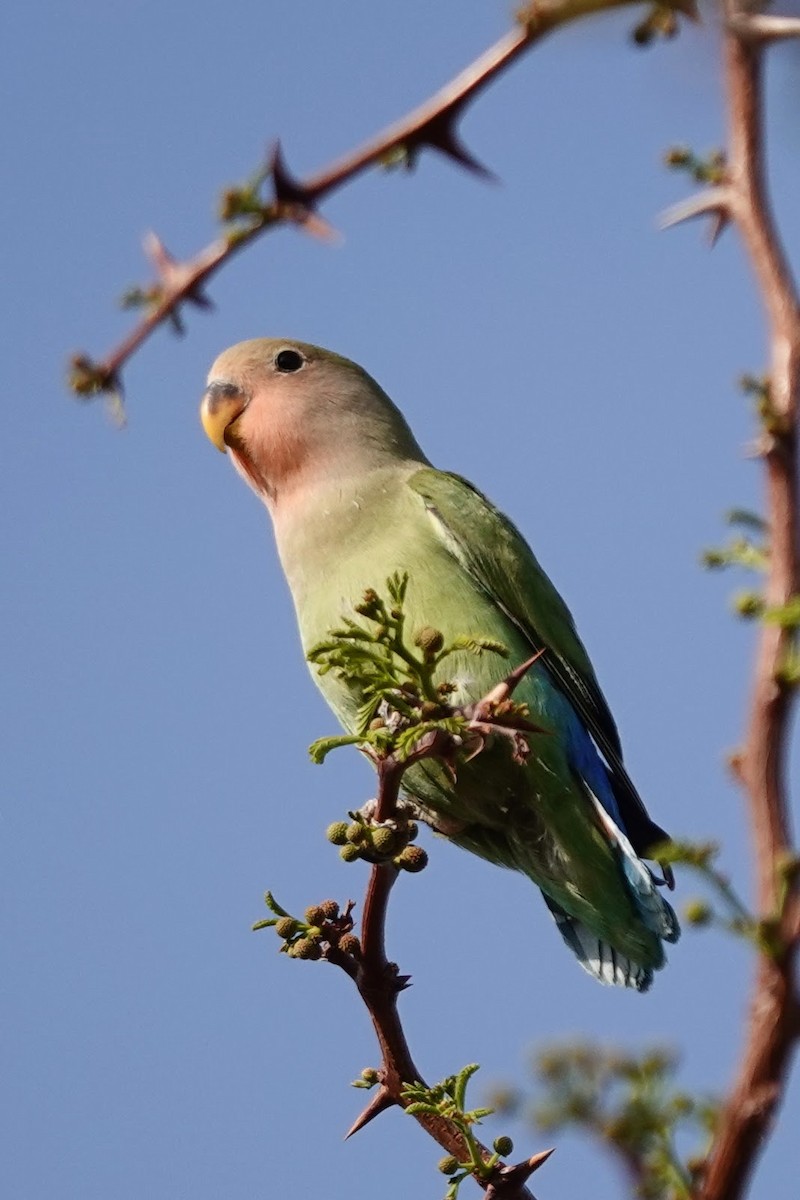 Rosy-faced Lovebird - ML641563099