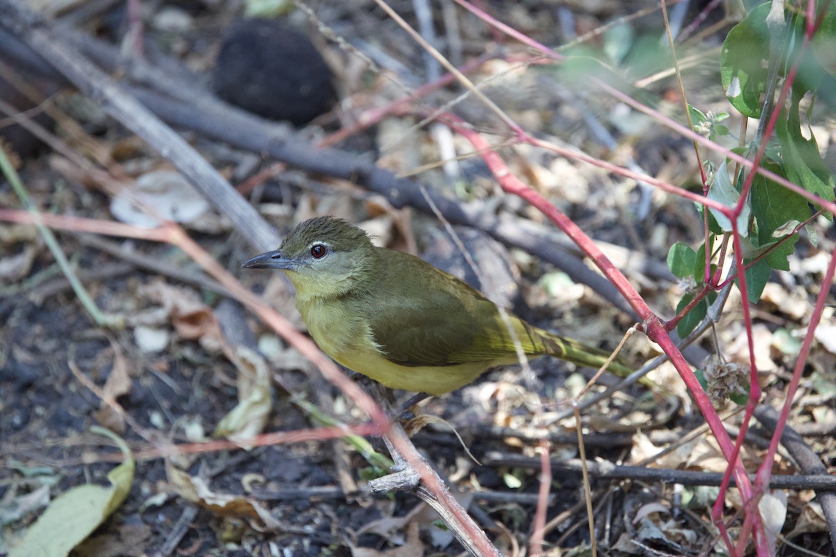 Yellow-bellied Greenbul - ML641563184