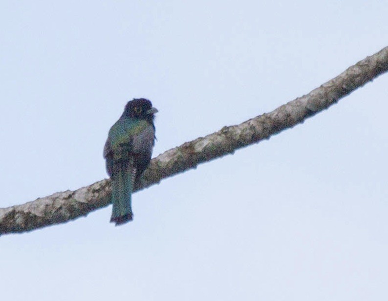 Gartered Trogon - ML641563263