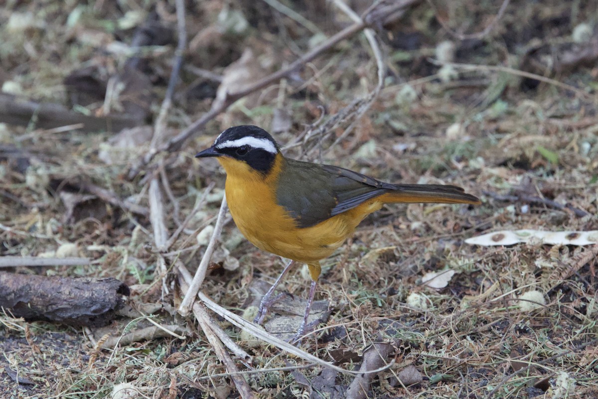 White-browed Robin-Chat - ML641563381