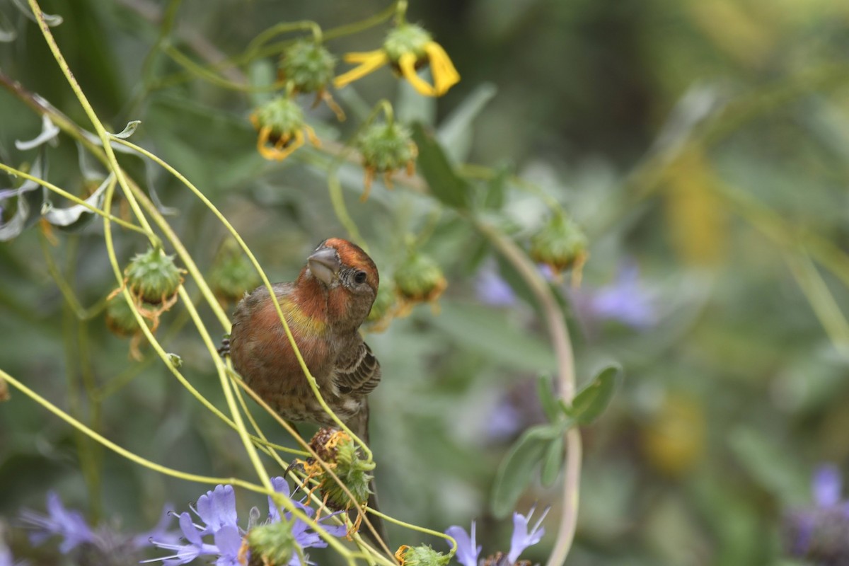 House Finch - ML641563418