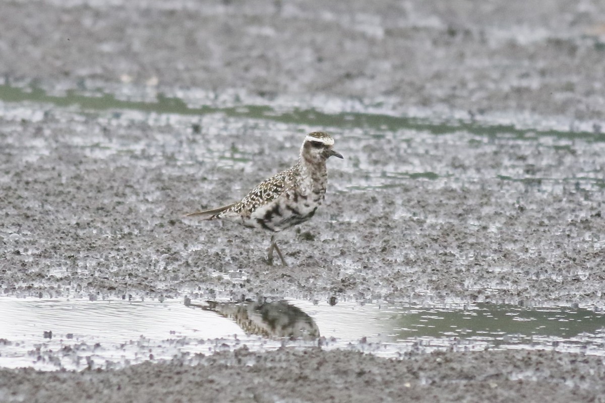 American Golden-Plover - ML641563421