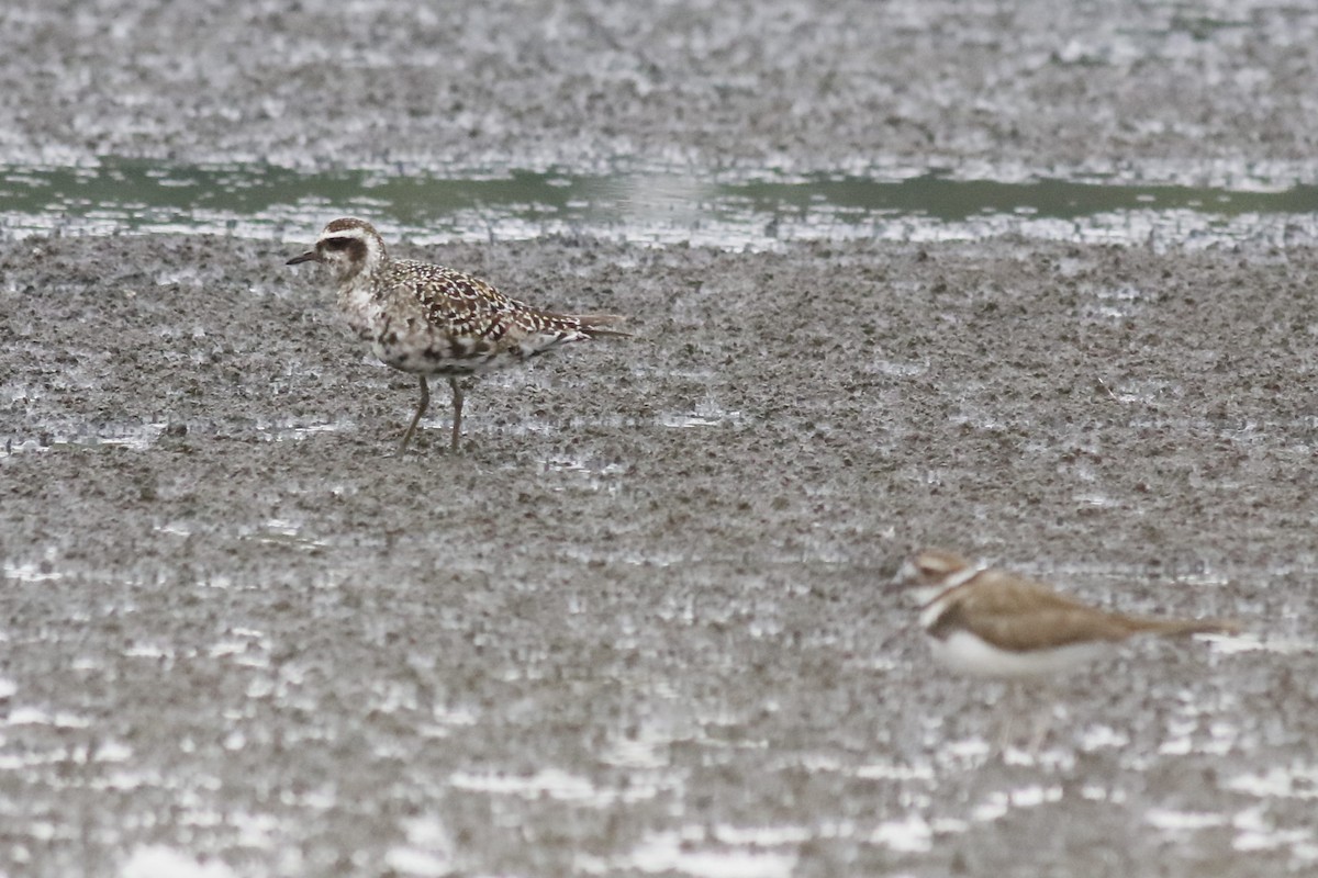 American Golden-Plover - ML641563422