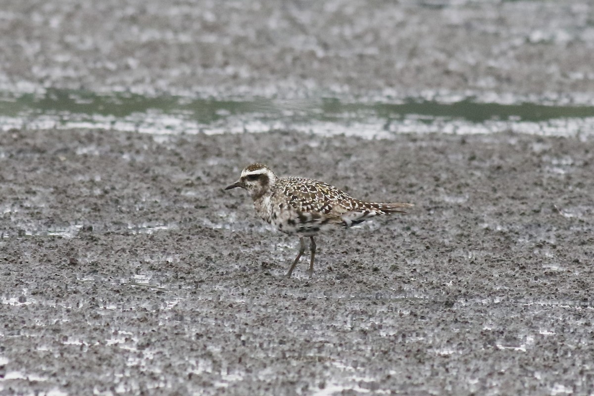 American Golden-Plover - ML641563423