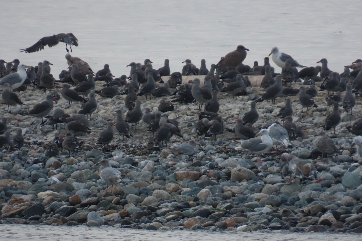 Heermann's Gull - ML641563436