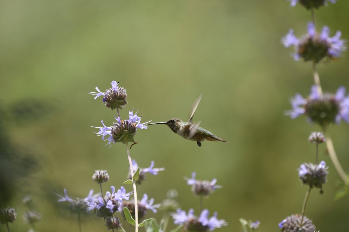 Allen's Hummingbird - ML641563437