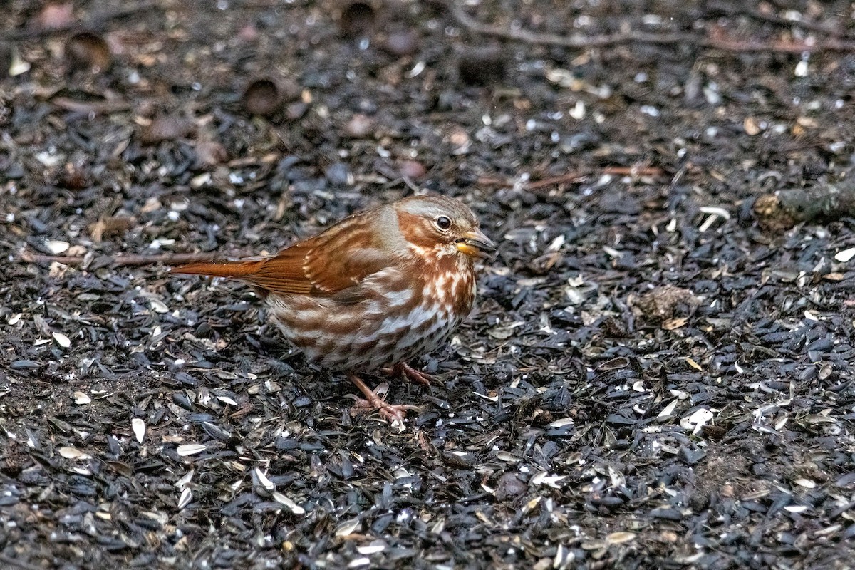Fox Sparrow - ML641563467
