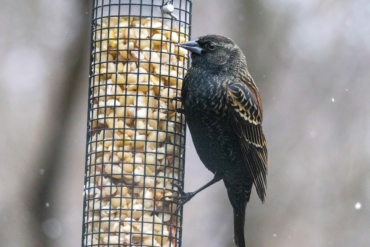 Red-winged Blackbird - ML641563470